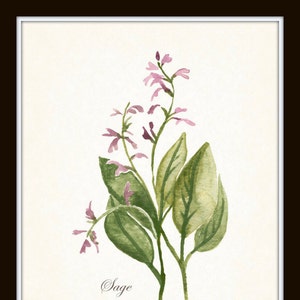 Watercolor Herbs Print Set No. 1, Botanical Prints, Giclee, Art, Herb Prints, Kitchen Art, Botanical Print Set, Herbs, Watercolor Art image 4