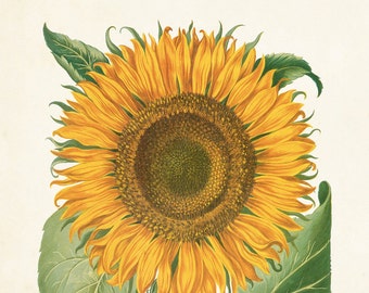 Antique Sunflower Print No. 5, Botanical Print, Antique Botanical, Giclee, Sunflower, Vintage Botanical, Home Decor Wall Art, Flower Art
