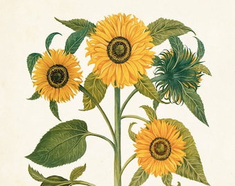 Antique Sunflower Print Set No. 6, Botanical Print, Botanical, Wall Art, Sunflower Print, Vintage Botanical, Besler, Giclee, Yellow Flower