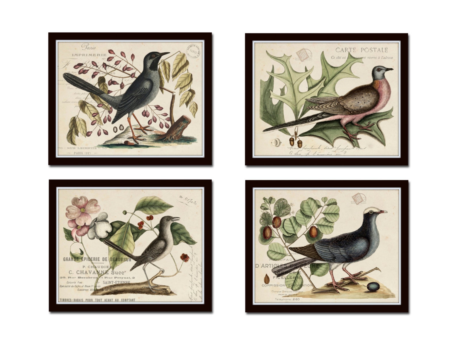 Vintage Bird and Botanical Print Set No.7, Giclee, Art Prints, Antique ...