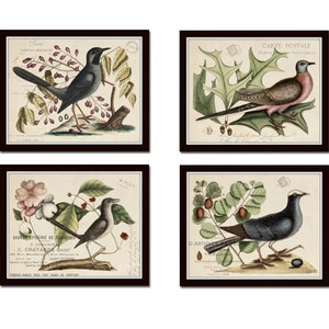 Vintage Bird and Botanical Print Set No.7, Giclee, Art Prints, Antique Botanical Prints, Wall Art, Vintage Bird Art, Collage