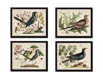 Vintage Bird and Botanical Print Set No.7, Giclee, Art Prints, Antique Botanical Prints, Wall Art, Vintage Bird Prints,Illustration, Collage