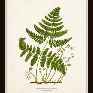 Vintage Ferns Print Set No. 26, Giclee, Botanical Art, Botanical Print Set, Vintage Fern Prints, Wall Decor Living Room, Wall Art image 10