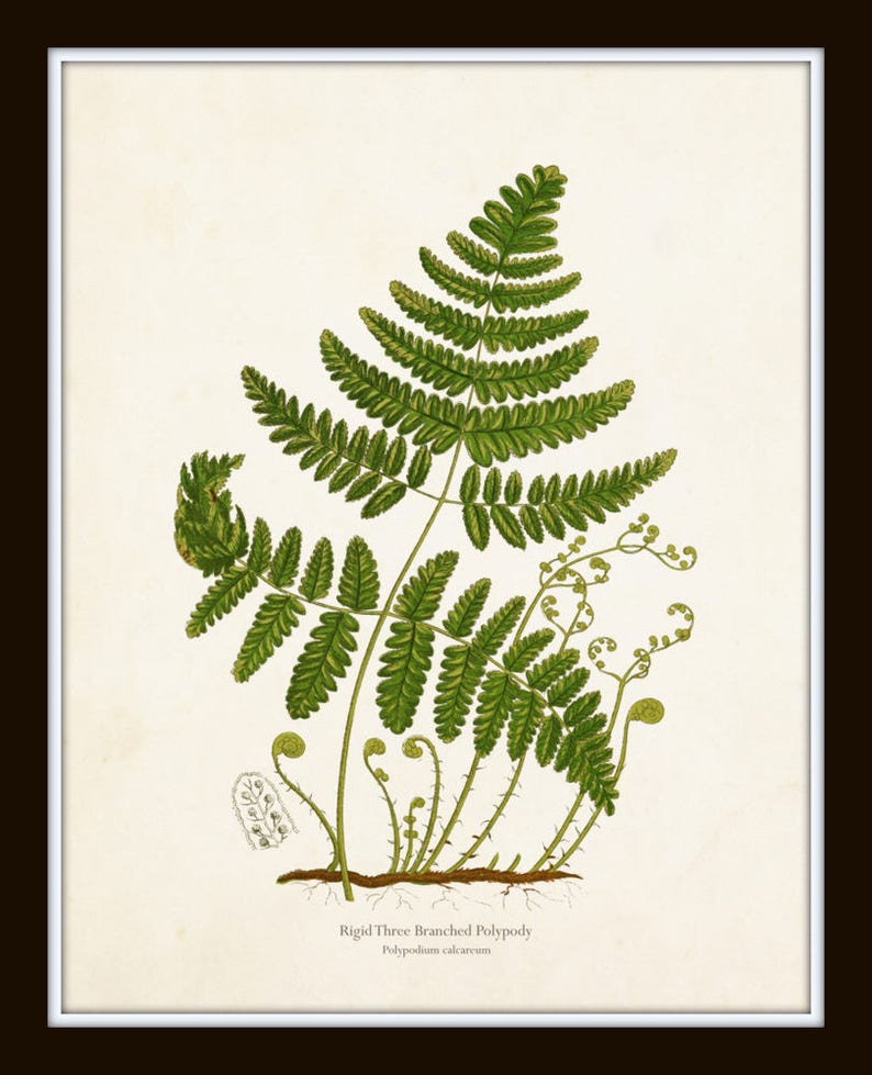 Vintage Ferns Print Set No. 26, Giclee, Botanical Art, Botanical Print Set, Vintage Fern Prints, Wall Decor Living Room, Wall Art image 10