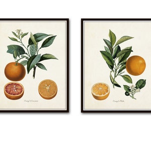 Vintage Citrus Orange Botanical Print Set, Citrus Prints, Vintage Fruit Prints, Kitchen Wall Decor, Kitchen Wall Art Bild 1