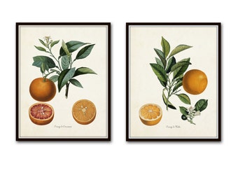 Vintage Citrus Orange Botanical Print Set, Citrus Prints, Vintage Fruit Prints, Kitchen Wall Decor, Kitchen Wall Art