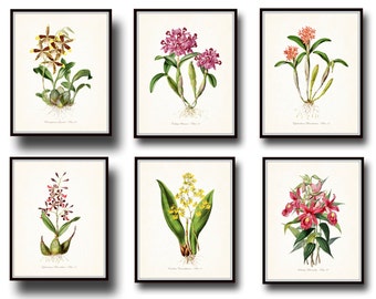 Puede incluir: Conjunto de seis láminas botánicas enmarcadas con ilustraciones detalladas de varias especies de orquídeas. Las láminas muestran orquídeas en tonos rosa, amarillo y marrón, con follaje verde, sobre un fondo crema. Cada lámina está enmarcada en negro.