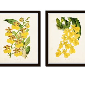 Yellow Orchid Print Set No. 2, Botanical Print Set, Giclee, Wall Art, Vintage Botanical, Tropical Flower Art, Orchid Prints, Coastal Art