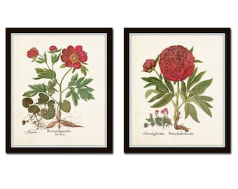 Antique Peony Print Set No. 5, Botanical Prints, Botanical Art, Giclee, Peony, Vintage Botanicals, Red Flowers, Antique Botanical Art