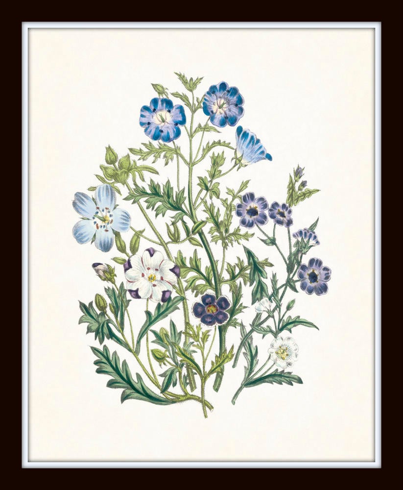 BOTANICAL ART 【import品】 Botanical Print Set No. 27, Blue Flowers, Giclee, Art Prints
