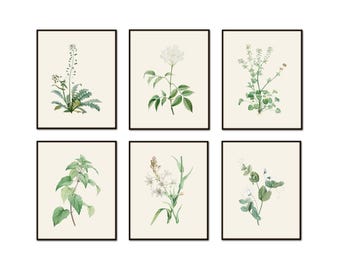 Antique French Botanical Print Set, Set of 6 Giclee Prints Unframed