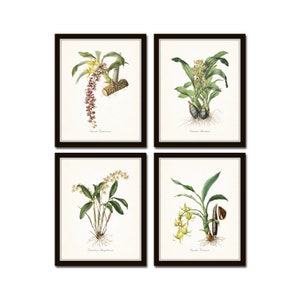 Tropical Orchids Botanical Print Set , Giclee, Vintage Botanical Prints, Coastal Art, Prints, Orchid Prints, Antique Botanical Prints