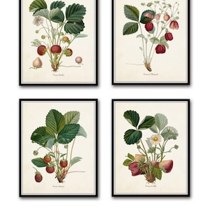 French Strawberry Print Set No. 1,  Giclee, Wall Art,  Print, Botanical Prints, Antique Botanicals, Kitchen Art, Fruit Prints, French Fruit