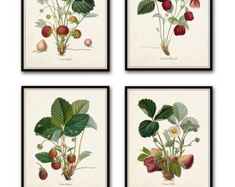 French Strawberry Print Set No. 1,  Giclee, Wall Art,  Print, Botanical Prints, Antique Botanicals, Kitchen Art, Fruit Prints, French Fruit
