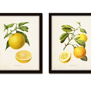 Antique French Oranges Print Set No. 2, Botanical Prints, Kitchen Art, Giclee, Vintage Botanicals, Fruit Prints, Wall Art, Citrus Prints