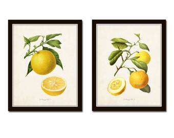 Antique French Oranges Print Set No. 2, Vintage Fruit Prints, Kitchen Art, Giclee, Vintage Fruit Prints, Wall Art, Citrus Prints