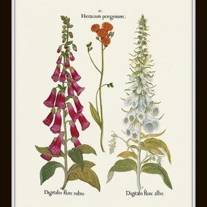 May include: A vintage botanical illustration featuring three plants. The left plant has pink flowers and is labeled "Digitalis flore rubro". The right plant has white flowers and is labeled "Digitalis flore albo". The center plant has orange flowers and is labeled "Hieracium peregrinum".