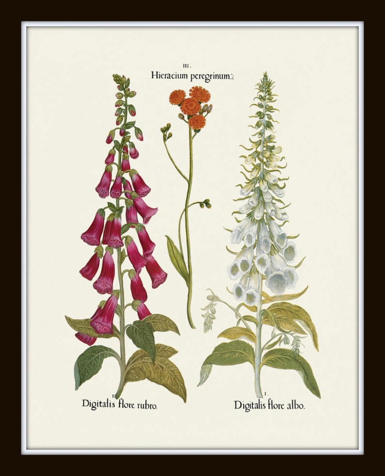 May include: A vintage botanical illustration featuring three plants. The left plant has pink flowers and is labeled "Digitalis flore rubro". The right plant has white flowers and is labeled "Digitalis flore albo". The center plant has orange flowers and is labeled "Hieracium peregrinum".