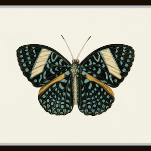 Puede incluir: Una mariposa negra y azul con marcas blancas y amarillas en sus alas. La mariposa est&aacute; sobre un fondo blanco.