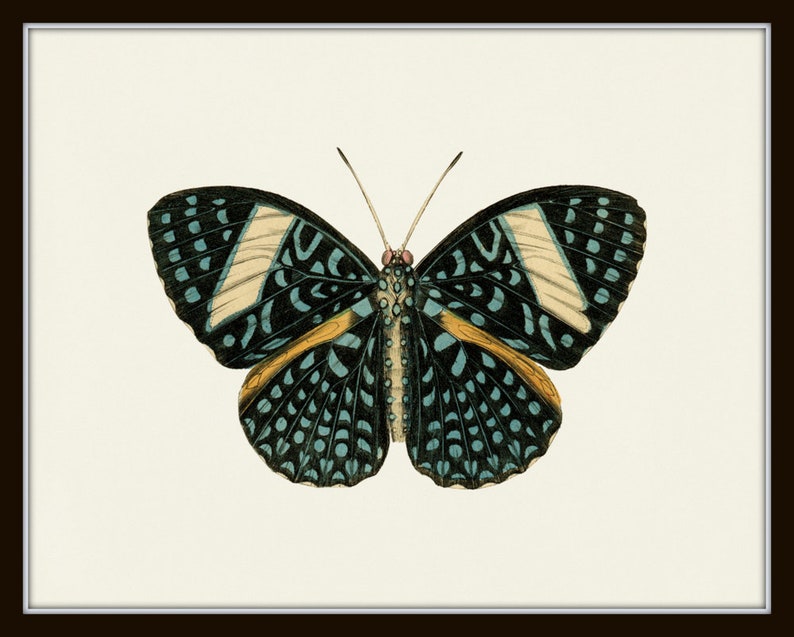 Puede incluir: Una mariposa negra y azul con marcas blancas y amarillas en sus alas. La mariposa est&aacute; sobre un fondo blanco.