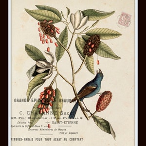 Vintage Bird and Botanical Print Set No.1, Giclee, Home Decor, Wall Art ...