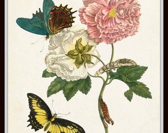 old sea＊MIYABI × antique butterfly old sea＊MIYABI × antique butterfly Vintage Butterfly Print