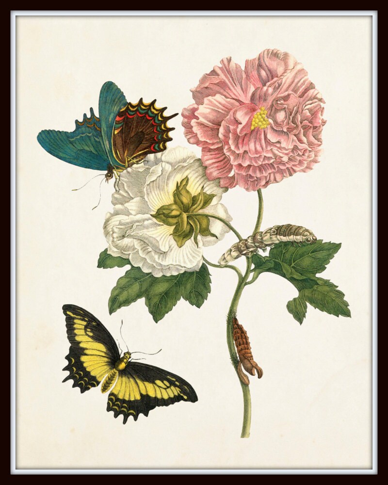 oldsea MIYABI × antique butterfly ScientificButterfly.jpg?v=