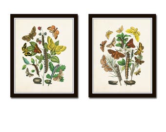Antique Moths Print Set No. 7, Botanical Prints, Insect Art, Home Decor, Wall Art, Print Sets, Giclee, Butterfly Moth Prints, Insect Prints
