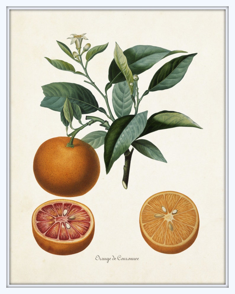 Vintage Citrus Orange Botanical Print Set Giclee Antique Etsy