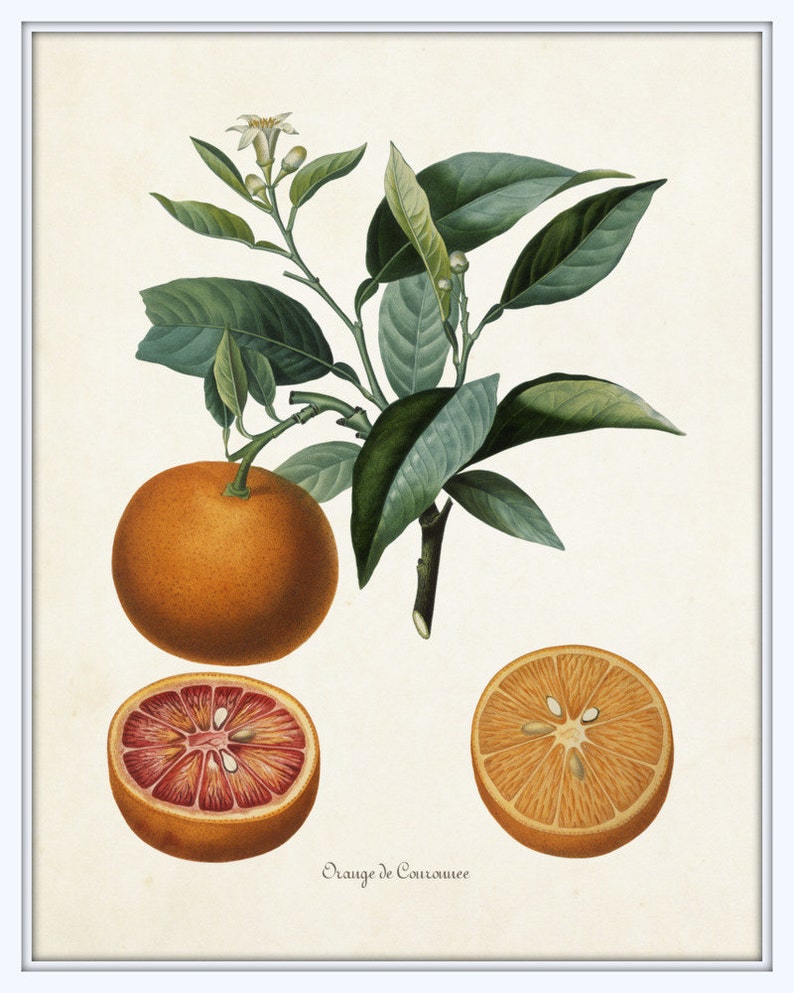 Vintage Citrus Orange Botanical Print Set, Citrus Prints, Vintage Fruit Prints, Kitchen Wall Decor, Kitchen Wall Art Bild 3