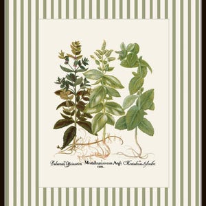 Op de afbeelding: Een vintage botanische illustratie van drie planten met groene bladeren. De planten zijn gelabeld met "Balmista Officinarum", "Menthafolium niveum Angli cum" en "Menthadium Sylvestre".