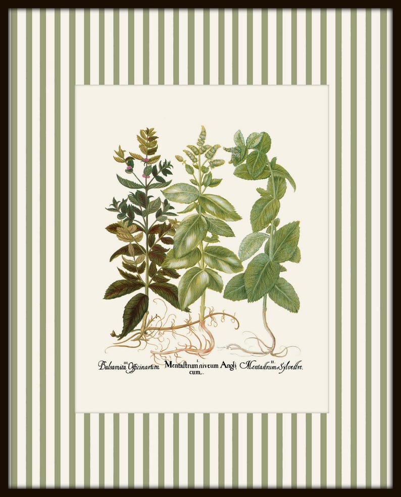 Op de afbeelding: Een vintage botanische illustratie van drie planten met groene bladeren. De planten zijn gelabeld met "Balmista Officinarum", "Menthafolium niveum Angli cum" en "Menthadium Sylvestre".