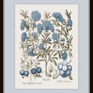 Vintage Sepia and Blue Botanical Print Set No. 3, Botanical Art, Vintage Botanical Prints, Wall Art, Collage Art, Home Decor image 3