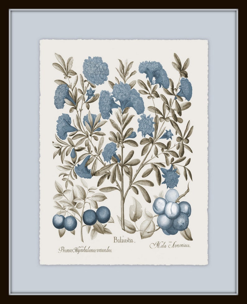 Vintage Sepia and Blue Botanical Print Set No. 3, Botanical Art, Vintage Botanical Prints, Wall Art, Collage Art, Home Decor image 3