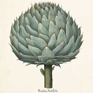 Antique Artichoke No. 1 Botanical Print, Giclee, Art Print, Antique Botanical, Artichoke Print, Vegetable Print, Antique Vegetable, Wall Art