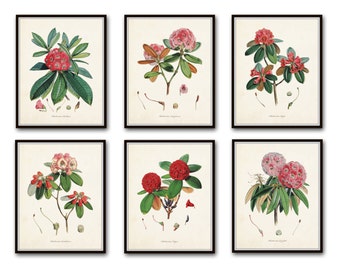 Rhododendron Print Set No. 1, Botanical Prints, Giclee, Art Print, Antique Botanicals, Vintage Botanicals, Illustration, Flower Prints