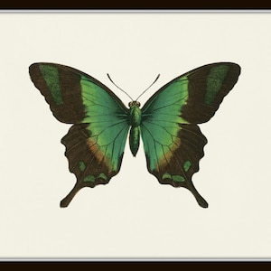 Puede incluir: Una mariposa verde y marr&oacute;n sobre un fondo blanco. La mariposa tiene un borde marr&oacute;n oscuro alrededor de sus alas y un centro verde.