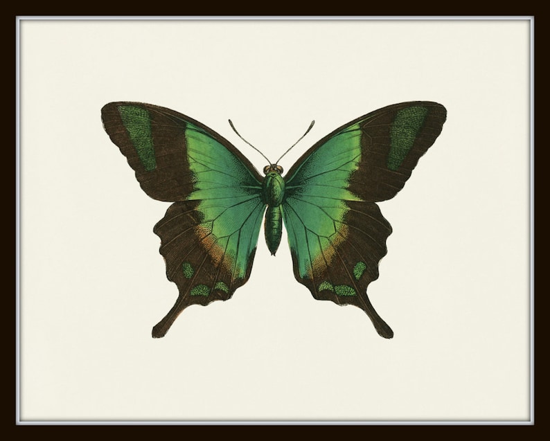 Puede incluir: Una mariposa verde y marr&oacute;n sobre un fondo blanco. La mariposa tiene un borde marr&oacute;n oscuro alrededor de sus alas y un centro verde.