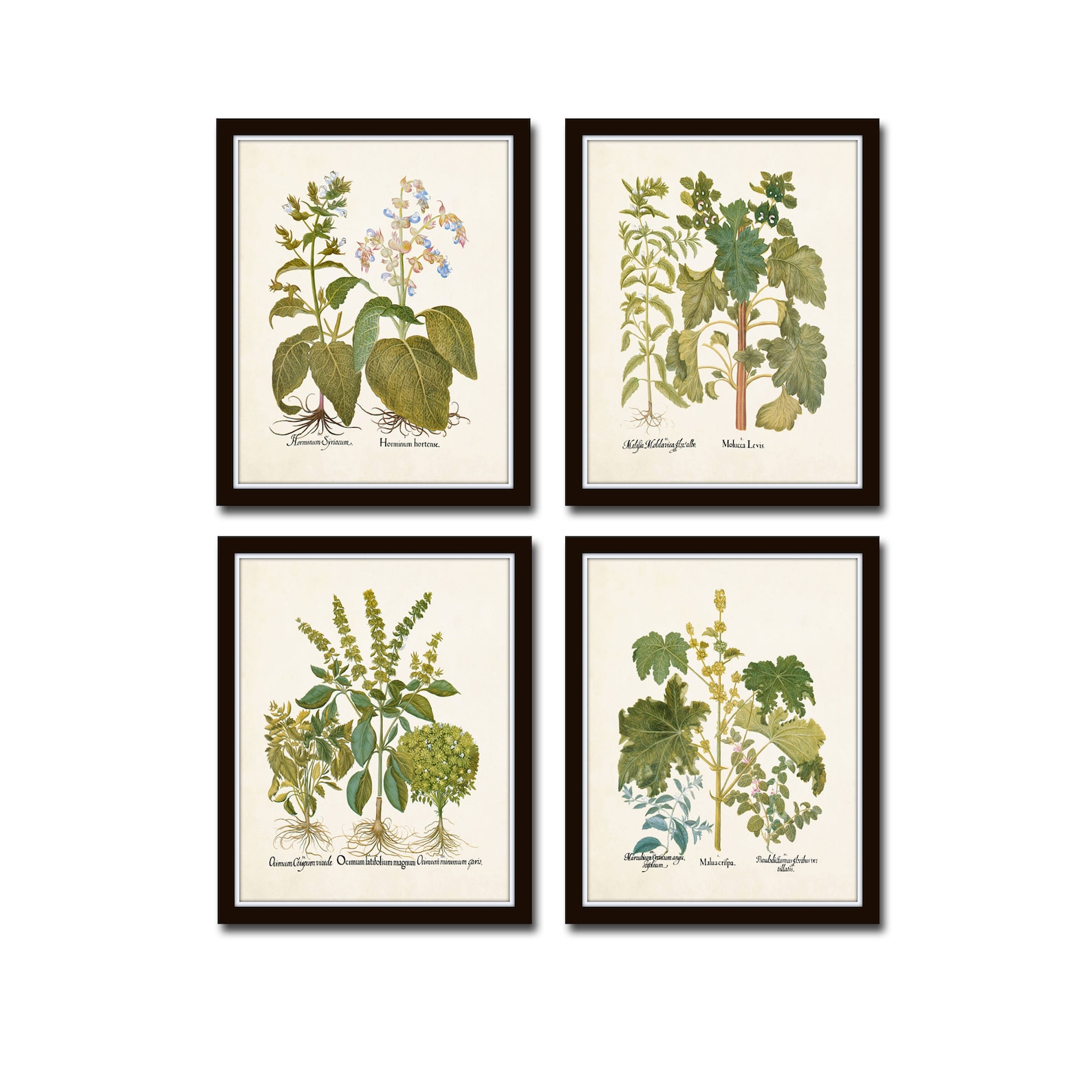 Botanical Print Set No. 30 Herb Prints Botanical Prints Etsy