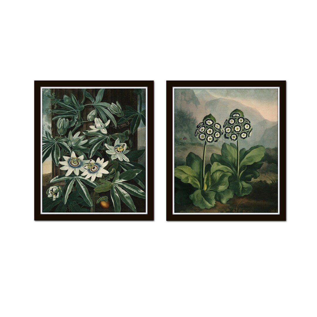 Vintage Botanical Print Set No. 37, Antique Botanical Prints, Vintage ...