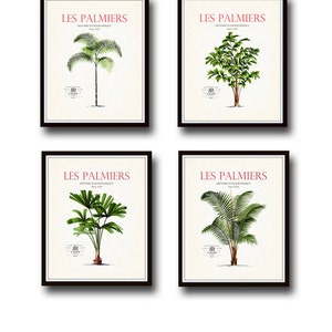 Vintage French Palm Tree Print Set No. 2, Giclee, Art Prints, Vintage Palm Tree Art, Nautical Art, Coastal Art, Vintage Botanical Art