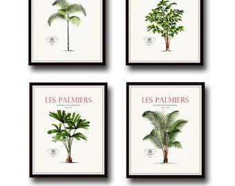 Vintage French Palm Tree Print Set No. 2, Giclee, Art Prints, Vintage Palm Tree Art, Nautical Art, Coastal Art, Vintage Botanical Art