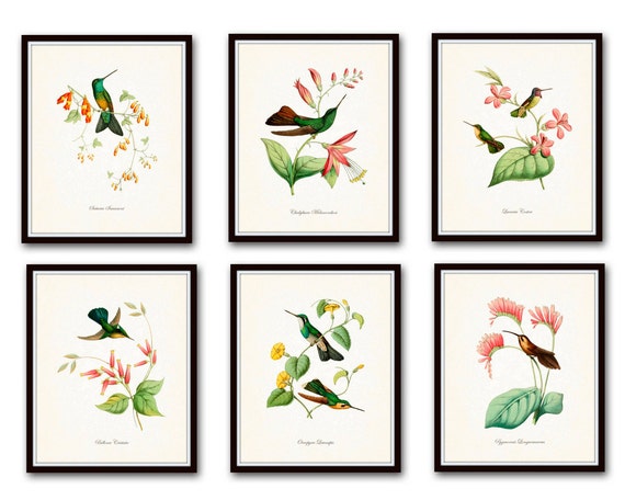 Hummingbird Print Set 1, Vintage Bird Prints, Giclee, Home Decor, Wall Art, Vintage Bird Prints,Coastal Art, Nursery Art Decor