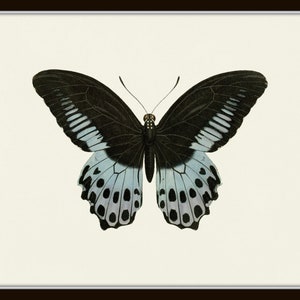 Puede incluir: Una mariposa negra y blanca con marcas azules y blancas en sus alas. La mariposa tiene un cuerpo negro y un par de antenas largas.