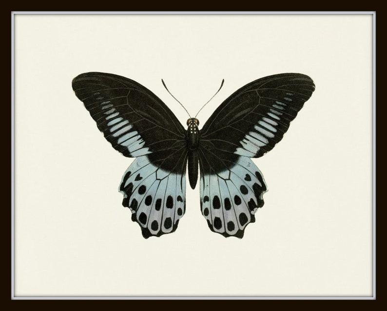Puede incluir: Una mariposa negra y blanca con marcas azules y blancas en sus alas. La mariposa tiene un cuerpo negro y un par de antenas largas.