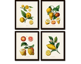 May include: Set of four botanical illustrations featuring different types of citrus fruits, including lemons, limes, and oranges. The illustrations are in a vintage style with detailed drawings of the fruits and leaves.