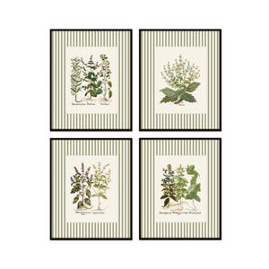 Op de afbeelding: Set van vier ingelijste botanische prints met illustraties van verschillende soorten kruiden. Elke print heeft een witte achtergrond met groene en bruine illustraties van kruiden en een groen-wit gestreept frame.