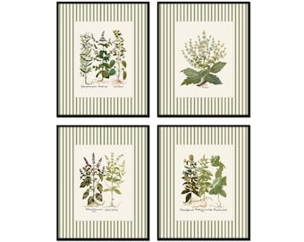 Juego de láminas antiguas de hierbas a rayas verdes, láminas de hierbas, arte para la cocina, arte rústico, arte rústico inglés, arte con borde a rayas, decoración del hogar, arte de pared