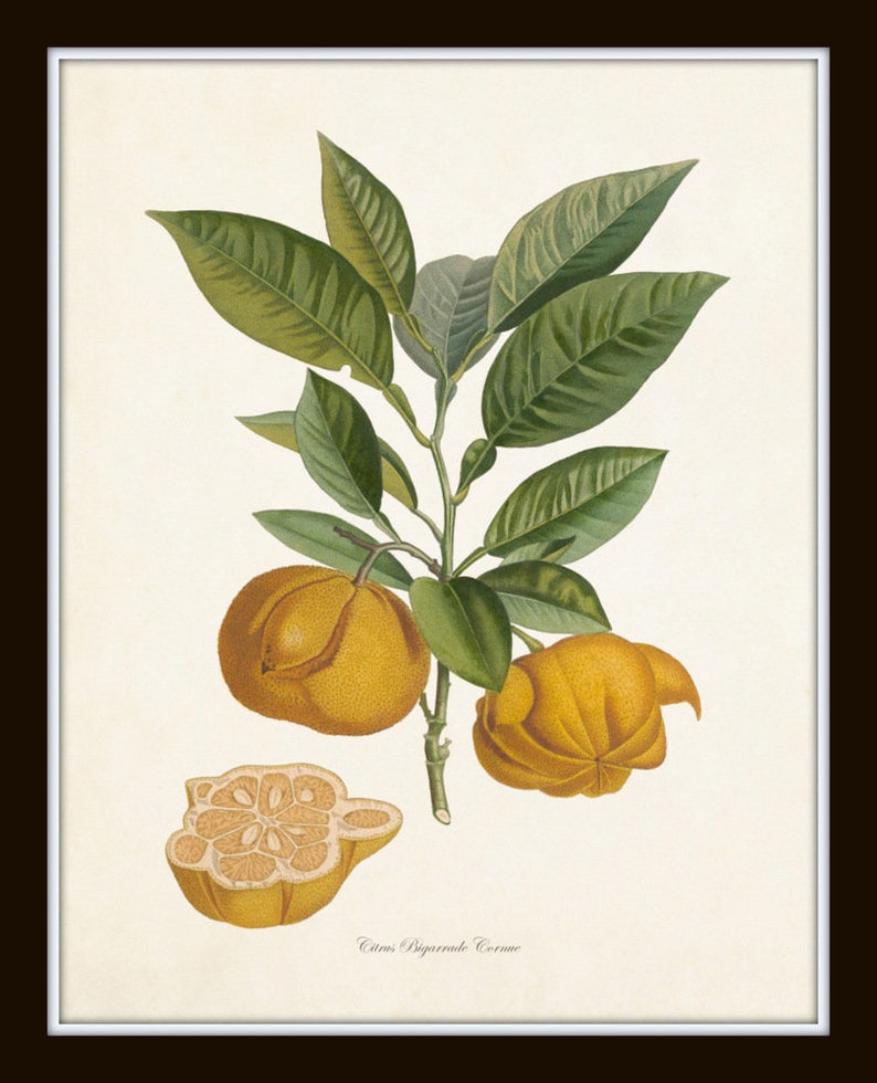 Vintage Citrus Print Set No. 5 Giclee Antique Botanical Etsy