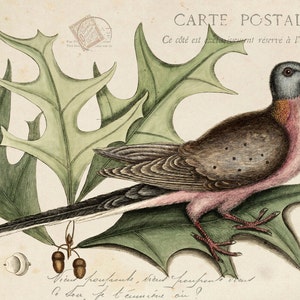 Vintage Bird and Botanical Print Set No.6, Giclee, Home Decor, Wall Art ...